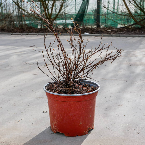 Pięciornik krzewiasty Marian Red Robin (C2)