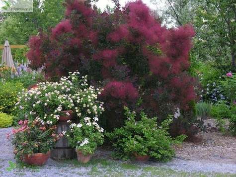 Perukowiec podolski forma pienna (C2)