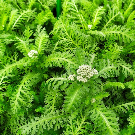 Krwawnik ogrodowy Milly Rock Rose