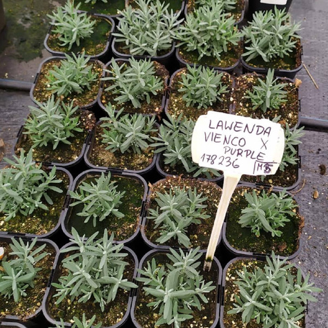 Lawenda wąskolistna Vienco Purple (C2)