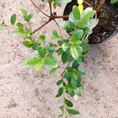 Azalia japońska Awangardowa fioletowa (C2)