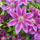 Powojnik Clematis wielkokwiatowy dr Ruppel P14