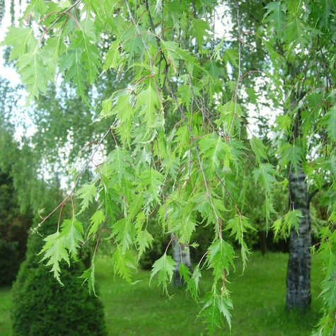 Brzoza brodawkowata Laciniata (C2)