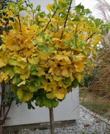 Miłorząb japoński Mariken karłowy