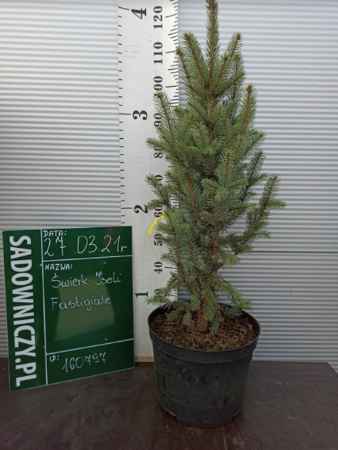 Świerk kłujący Iseli Fastigiate