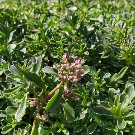 Rozchodnik kaukaski Tricolor (C2)