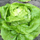 Sałata głowiasta masłowa Królowa Majowych wczesna 1g