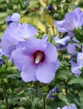 Ketmia syryjska Hibiskus Oiseau Bleu