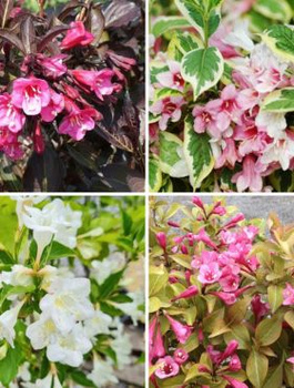 Zestaw krzewuszek cudownych – Alexandra, Wings of Fire, Bristol Snowflake i Variegata