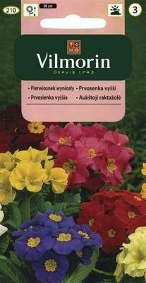 Pierwiosnek wyniosły, Prymulka mix 0,3g Vilmorin