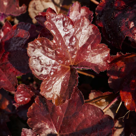 Żurawka drobnokwiatowa Palace Purple (C2)