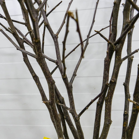 Jabłoń Muskat Renette Reneta Muszkatowa Plant Pack