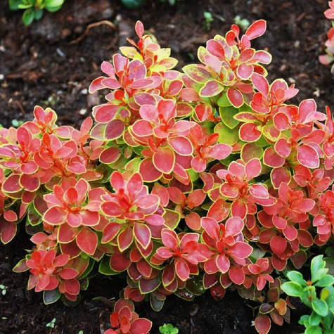 Berberys Thunberga Karlik (C2)