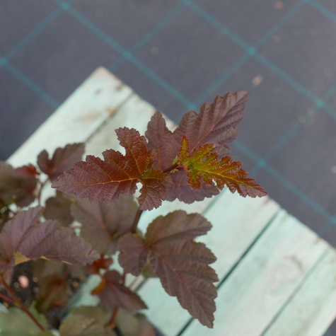 Pęcherznica kalinolistna Zdechovice (P9)