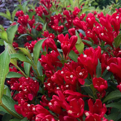 Krzewuszka All Summer Red (C2)