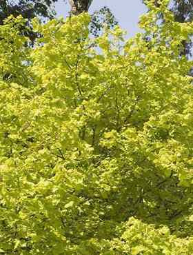 Orzech laskowy Leszczyna Aurea Np w doniczce C5