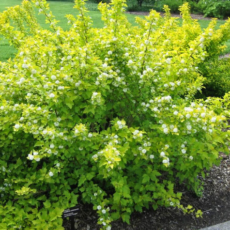 Pęcherznica kalinolistna Nugget (C2)