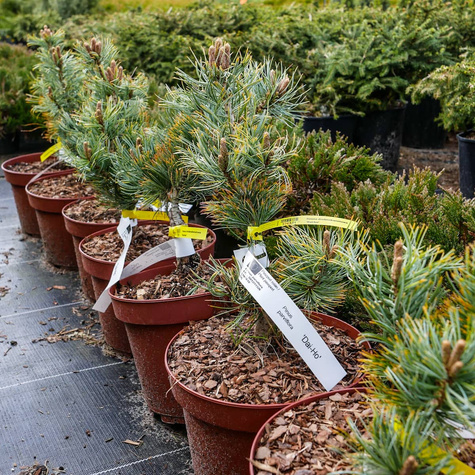 Sosna drobnokwiatowa Dai-ho