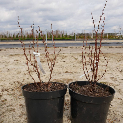 Berberys Thunberga Helmond Pillar (C2)