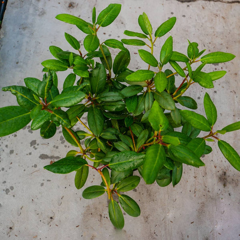 Rododendron Percy Wieseman łososiowy (C2)