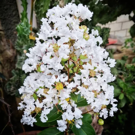 Lagerstremia indyjska Alba Nivea (P9)