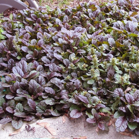 Dąbrówka rozłogowa Atropurpurea (C2)