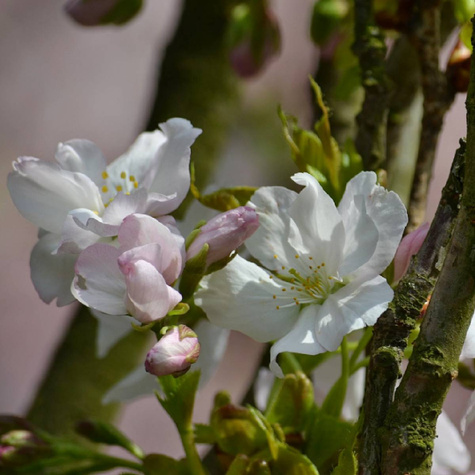 Wiśnia Groniasta w doniczce (C2)