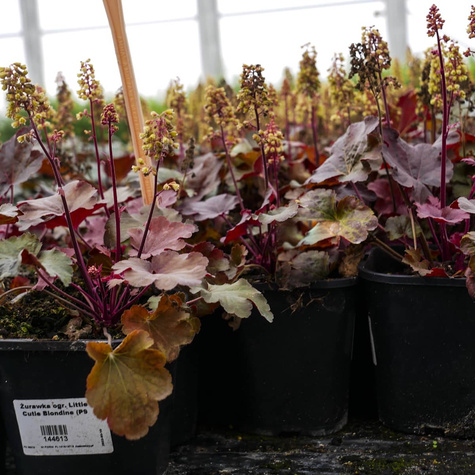 Żurawka ogrodowa Little Cutie Blondie (C2)