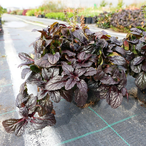 Dąbrówka rozłogowa Atropurpurea (C2)