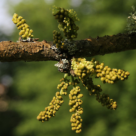 Glediczja trójcierniowa Sunburst (C2)