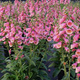 Naparstnica purpurowa Arctic Fox Rose (C2)