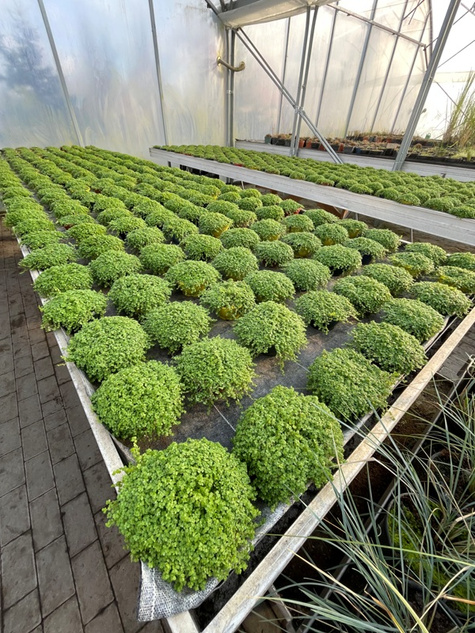 Mięta ozdobna Mini Mint pachnąca Hybryda Nowość