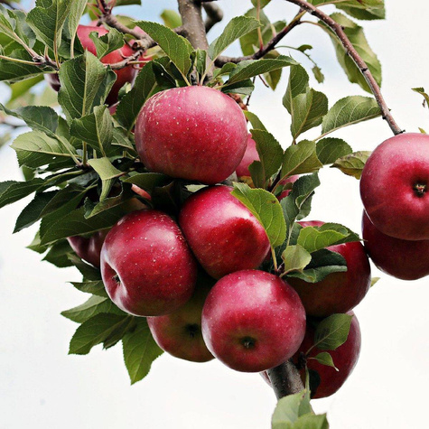 Jabłoń Melfree w doniczce C2