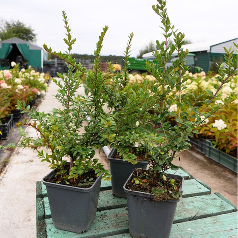 Suchodrzew lśniący mirowaty Elegant (P9)