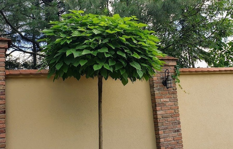 Katalpa szczepiona na pniu Surmia Bignoniowa Nana (Pa 160/200, obw. 6-10, H-200/300)