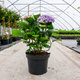 Hortensja ogrodowa Early Blue (C2)