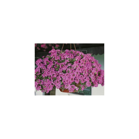Werbena peruwiańska zwisająca różowa Vectura Pink