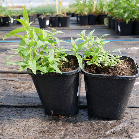 Kocimiętka żyłkowana Blue Moon (C2)