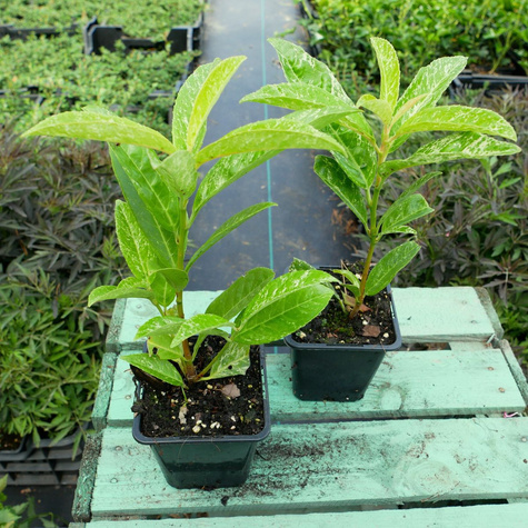 Laurowiśnia wschodnia Marbled White (P9)