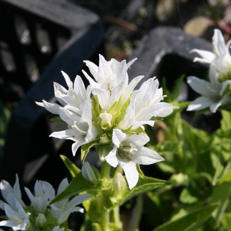 Dzwonek Skupiony Alba (C2)