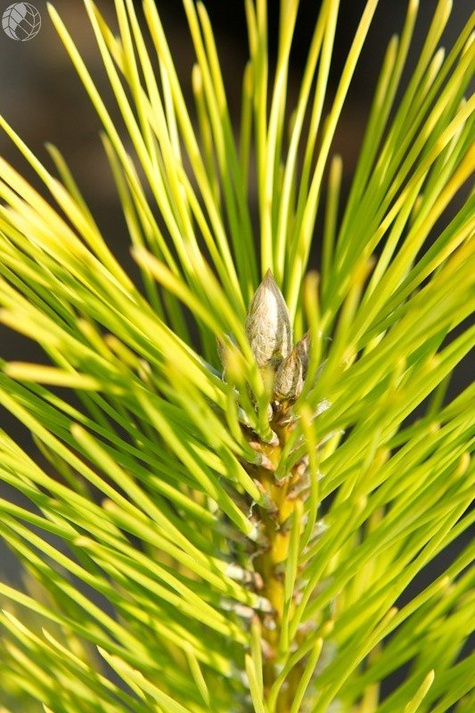 Sosna Thunberga Ogon