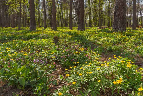 Zawilec żółty (C2)