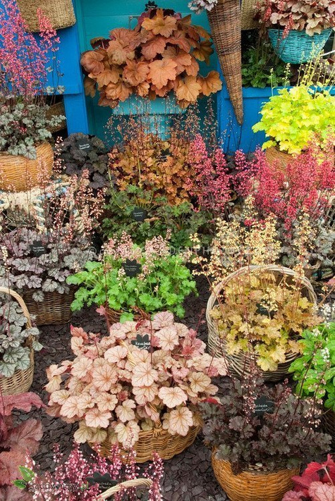 Żurawka ogrodowa Ginger Peach (C2)