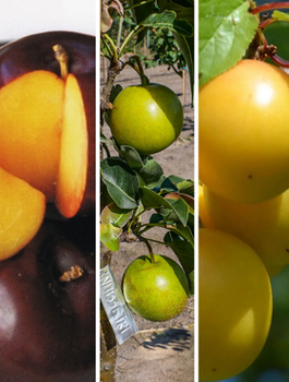 Zestaw Owoców Orientu Plant Pack