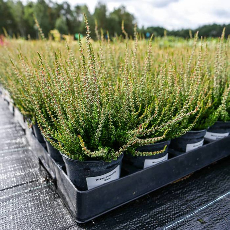 Zestaw 6 x Wrzos pospolity mix kolorów sadzonki