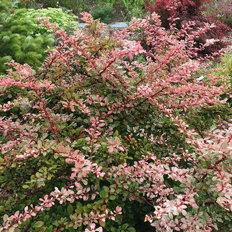 Berberys thunberga Natasha (C1.7)