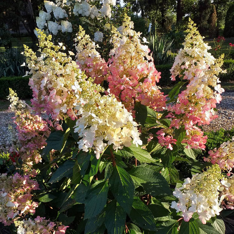 Hortensja bukietowa Pinky Winky (C2)