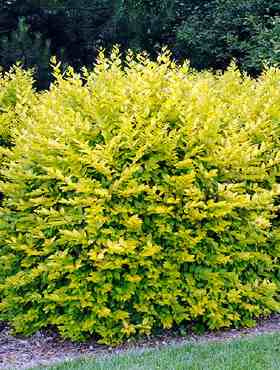 Ligustr jajolistny Albovariegatum (C2)