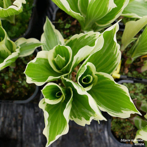 Funkia Hosta Falista Albomarginata (C2)