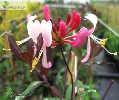 Wiciokrzew pomorski Serotina